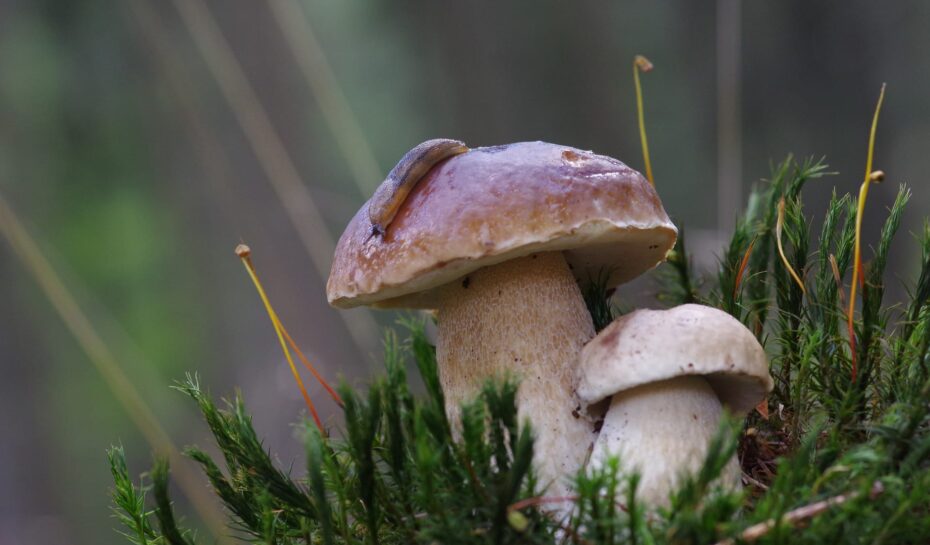 V hlavní roli houbaření aneb pár zajímavostí o houbách