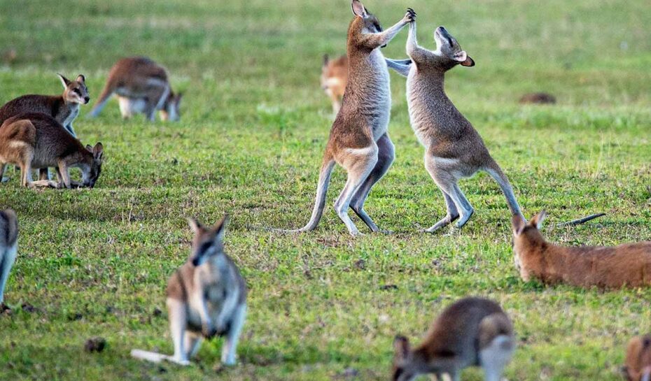 Austrálie zůstane turistům zapovězená až do poloviny roku 2022