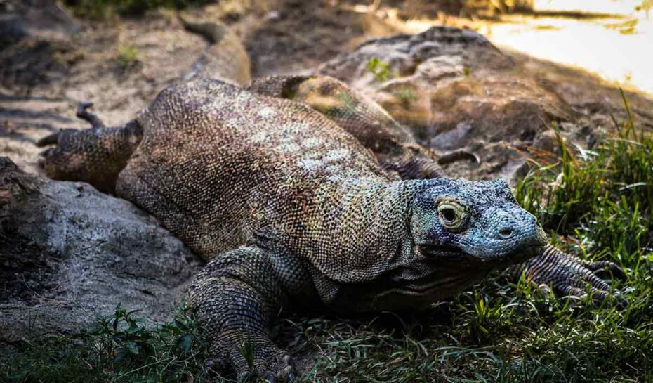 Indonéský Jurský park čelí kritice. Může ohrozit komodské draky